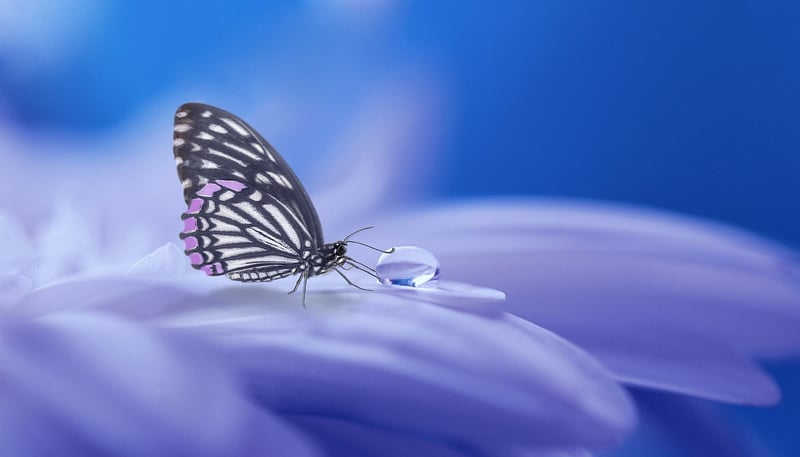 Mystical Realm Image